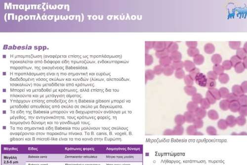 εικόνα άρθρου